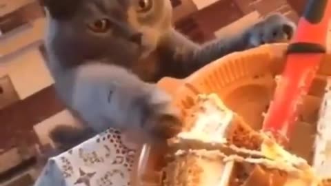 cat eating pineapple cake