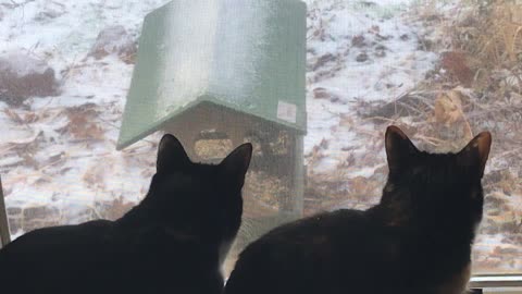 Cats watching Cat TV