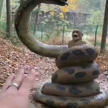 Smart animal you have ever seen before snake