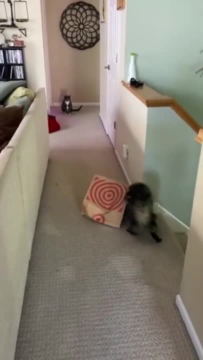 THE CAT AND THE PAPER BAG | funny cat | Paranoid kitty