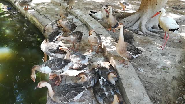 Ducks Lined Up For Lake Bath In Zoo