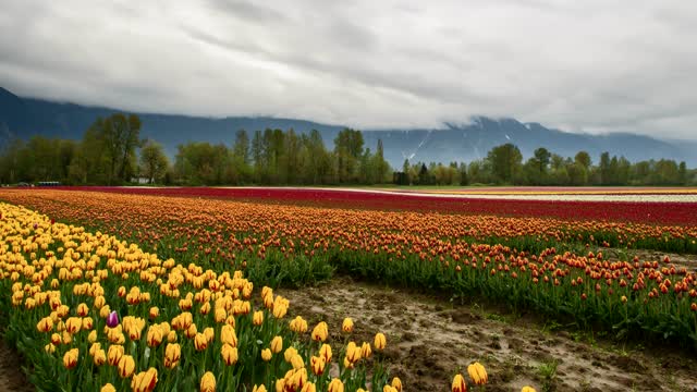 All the beauty of tulips