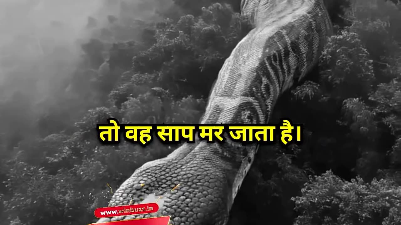 World biggest snake 🐍 😱😱