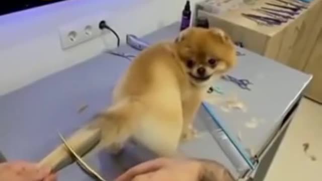 🤣New style dog tail hair cutting🤣