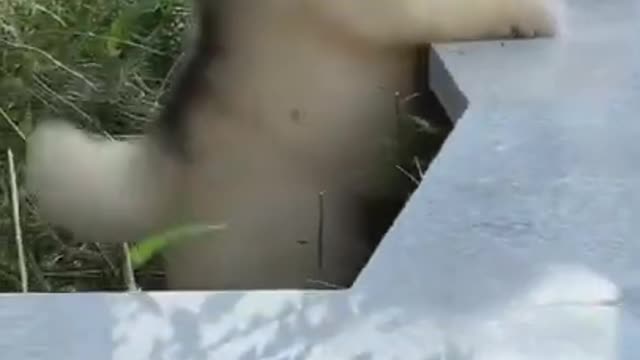 Funniest and Cutest Puppies, Funny Puppy Video 2022