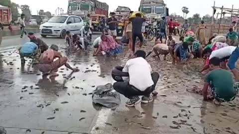 When Free Live Fish Was Available on the HighWay, What Happened???