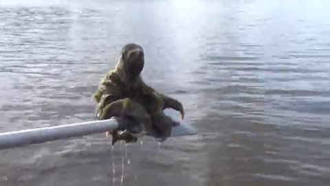 Sloth saved by Kayakers