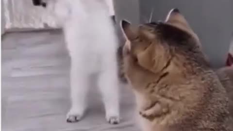 Funny Cats Fight