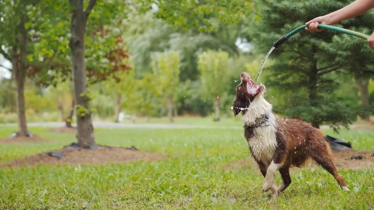 A Cute and Funny Dog Playing With His Owner In A Garden