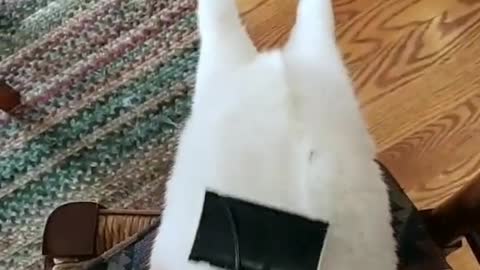 cat brush