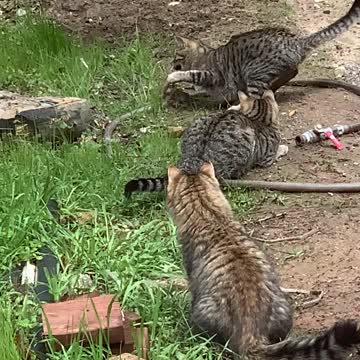 Huge gopher fights back