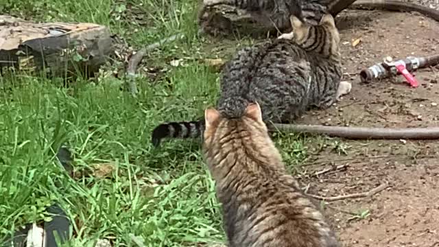 Huge gopher fights back