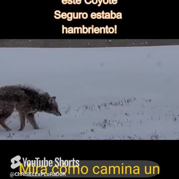 🇨🇦 "¡Cara a Carro con un Coyote Salvaje en Canadá!"