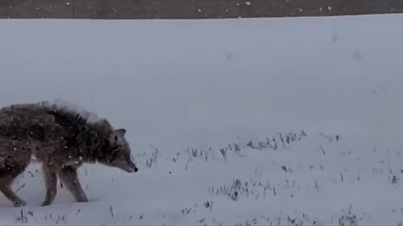 🇨🇦 "¡Cara a Carro con un Coyote Salvaje en Canadá!"