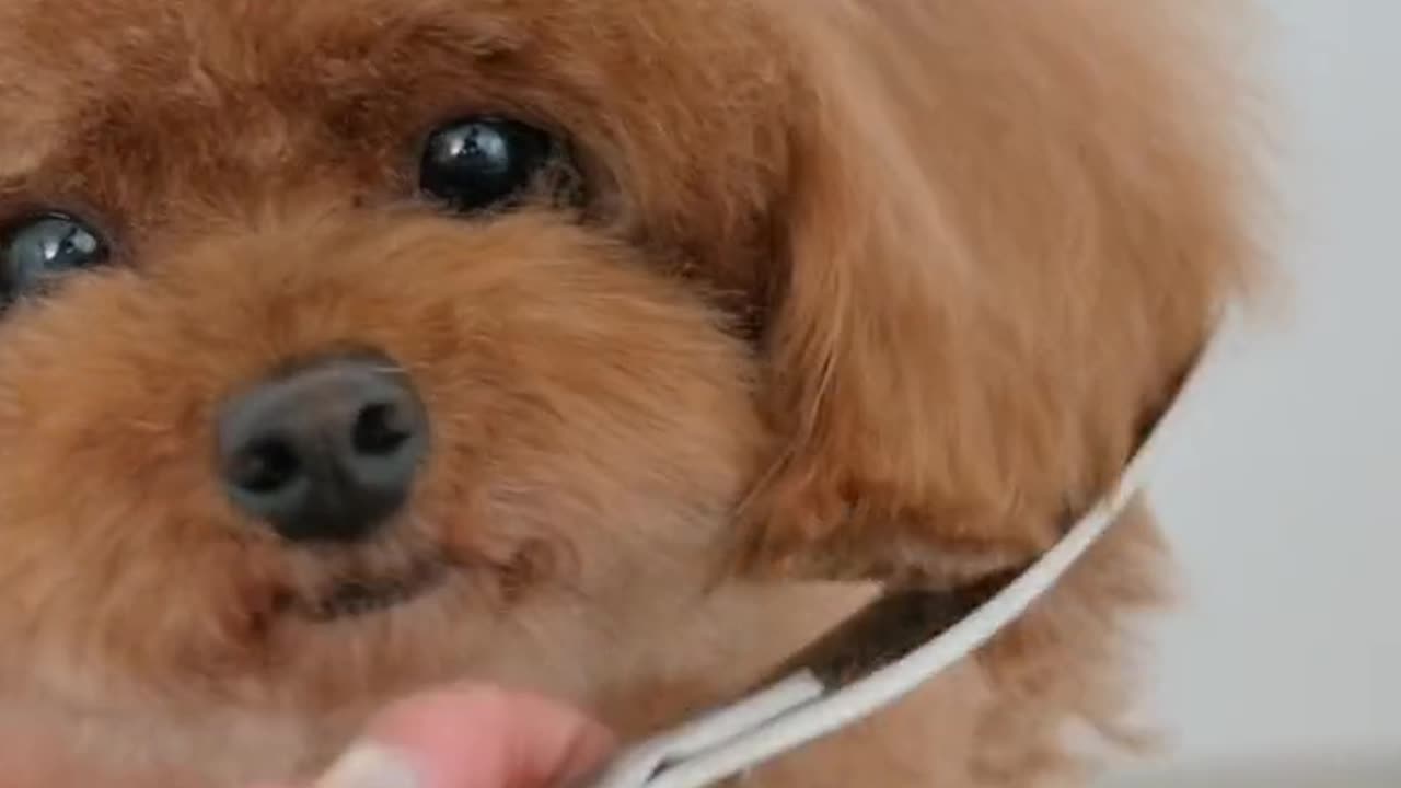 Cute Dog cutting