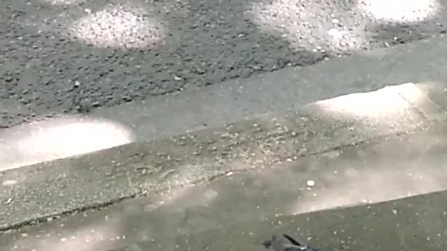 Pigeon with military gait