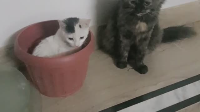 Cat jumps out of bucket 2021