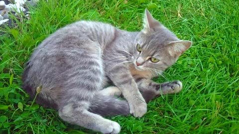 Cat lies on a green meadow in the garden and licks its tail and paws