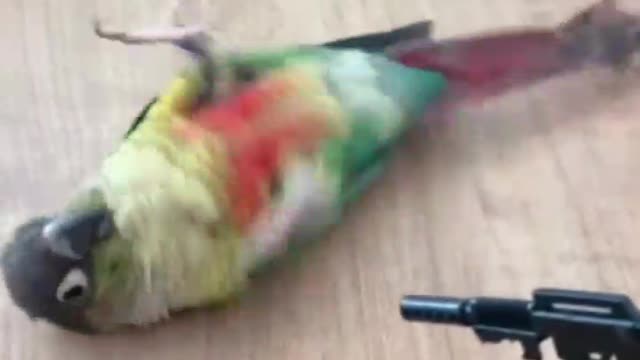 Parrot funny, gun funny shorts