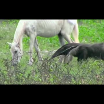 Horse hits eating giant ants