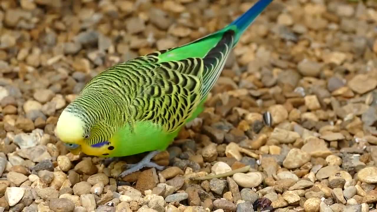 Parrots cannot eat chocolate because it is poisonous to their body.