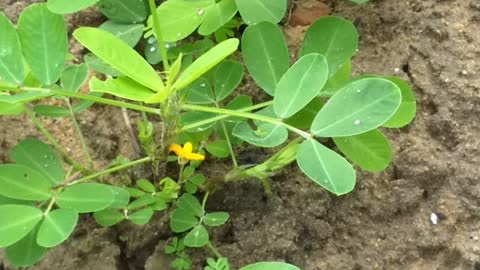 Peanut tree flower