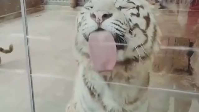 Funny Animal Videos of the year 😁 2021😁