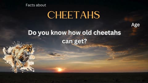 Cheetah Fact 2 - Do you know how old cheetahs can get?