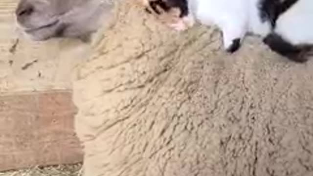 Waffles the sheep loves a good massage from her good feline friend, Luci! 🥰🐑😸