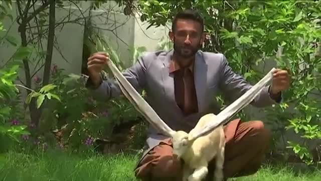 Baby goat in Pakistan is social media star