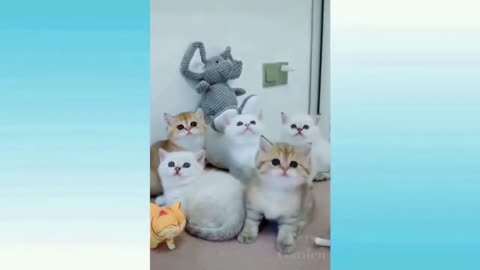 funny and cute videos