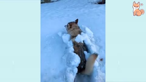 cachorros graciosos y lindos 3