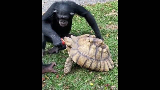 funny animals video