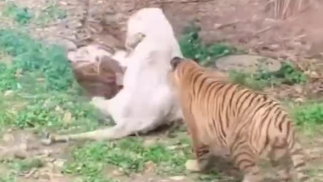 Tigr fighting skills