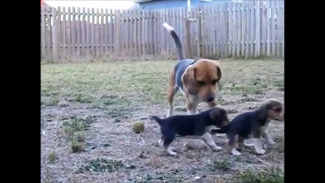 Beagle puppy barks for the first time to his beagle daddy