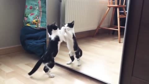 Funny Cat And mirror Video##