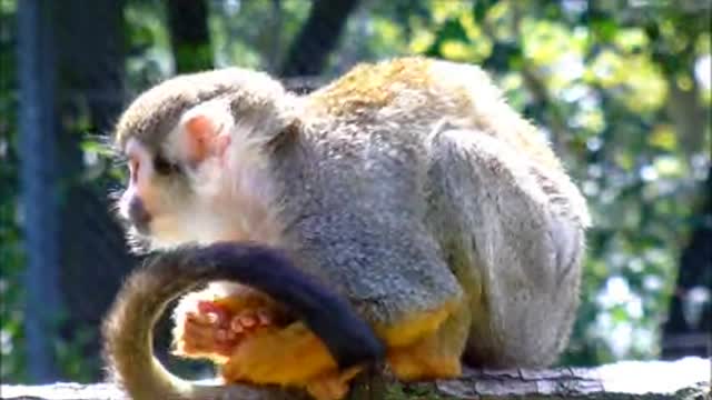 Squirrel Monkey A squirrel monkey sitting and squeaking on a branch