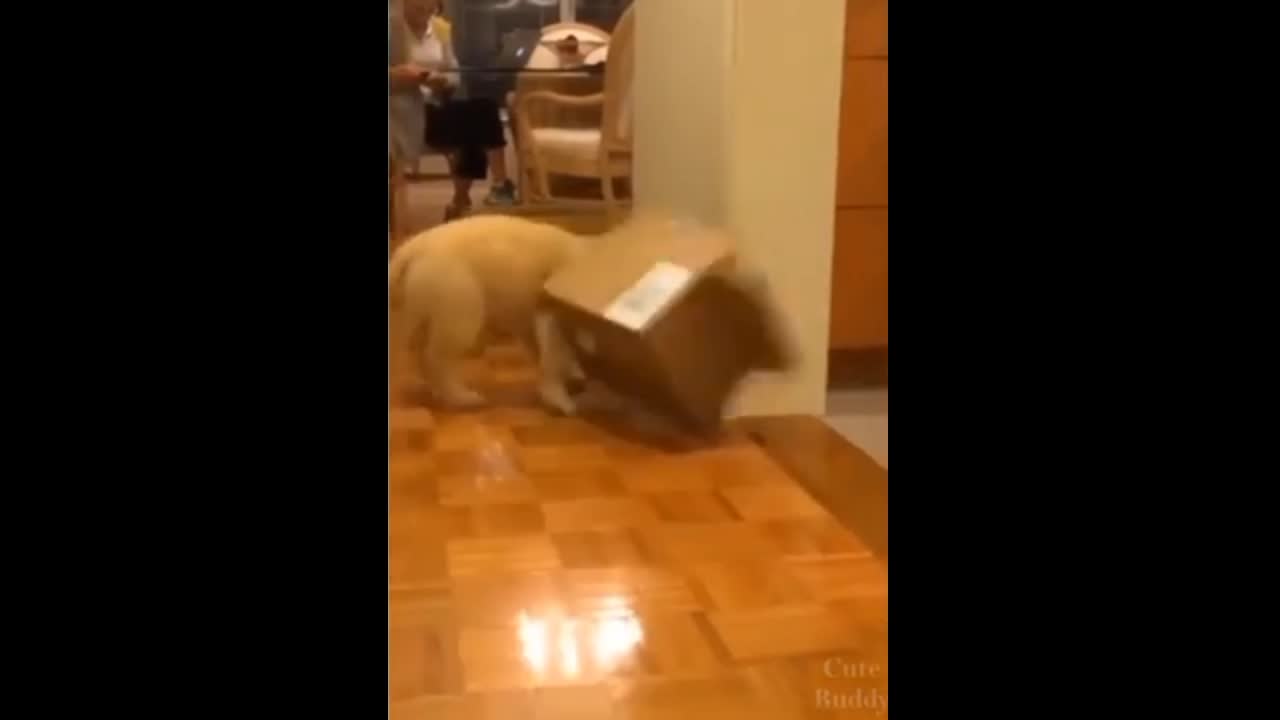 Dog funny video with cartoon box 🤣🤣🤣