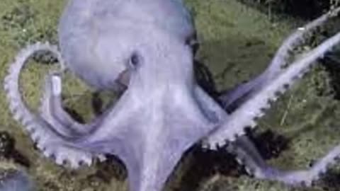 The Newest Octopus Discovery Of 2023!