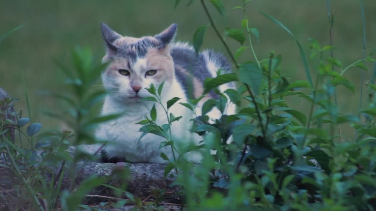 Cat Calico Cat || Cat On Stone Wall || AnimalWorld99tv