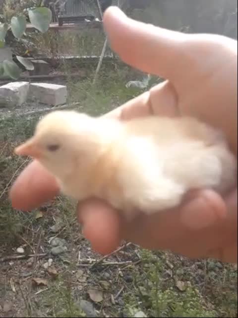 hen protects chickens