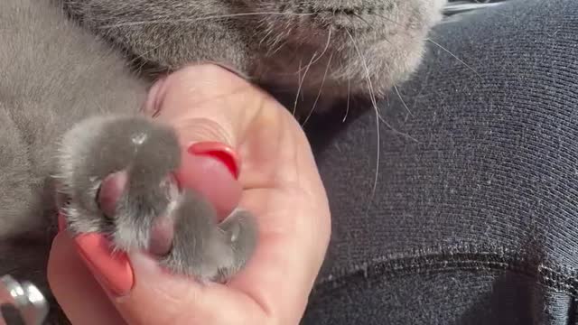 The cat's nails are hardened. The view is amazing