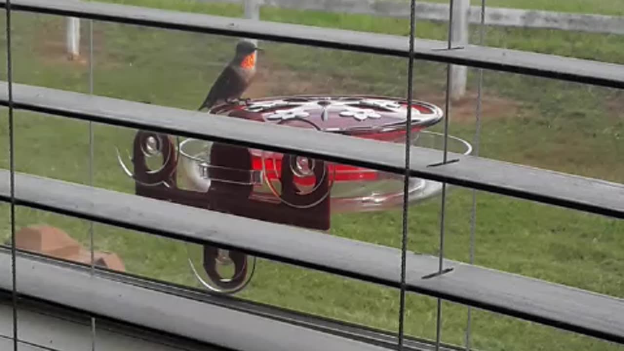 Redneck Hummingbird