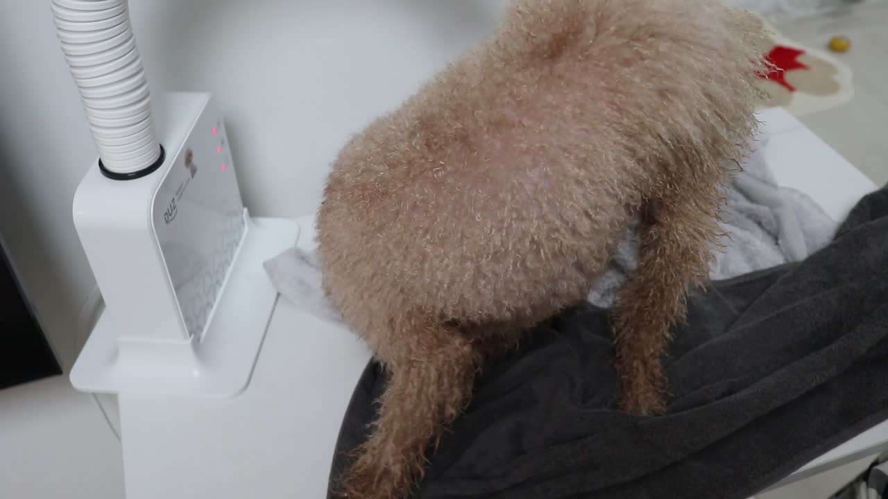 Poodle, LATTE Drying after bathing