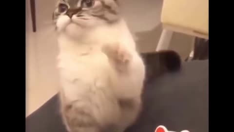 🐈 Cute and Funny Cat