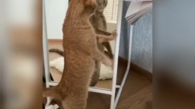 Funny cats video try not to laugh