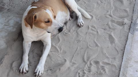 Footage Of The Dog Chilling In The Sand