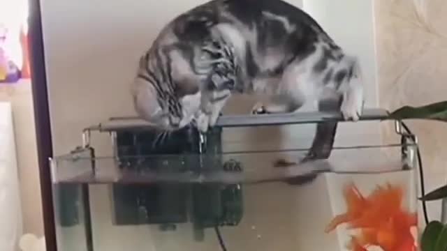 Cat funny video cute cat video