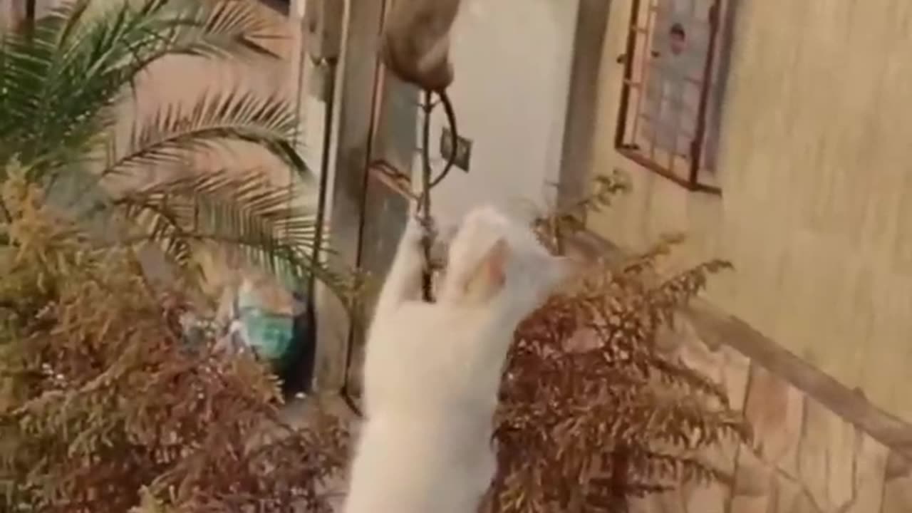 Funny animal videos