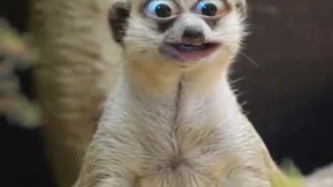 Cute animals